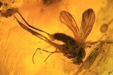 Detailed Fossil Flies (Diptera) In Baltic Amber #81739-1